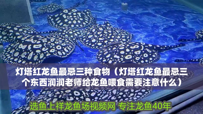 燈塔紅龍魚最忌三種食物（燈塔紅龍魚最忌三個東西潤潤老師給龍魚喂食需要注意什么）