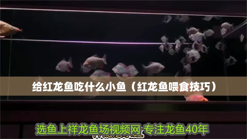 魚缸用增氧泵價格是多少:魚缸增氧機-xtrac增氧機-xtrac增氧機 給紅龍魚吃什么小魚(紅龍魚喂食技巧) 觀賞魚百科 給紅龍魚吃什么小魚(紅龍魚喂食技巧) 給紅龍魚吃什么小魚(紅龍魚喂食技巧) 觀賞魚百科