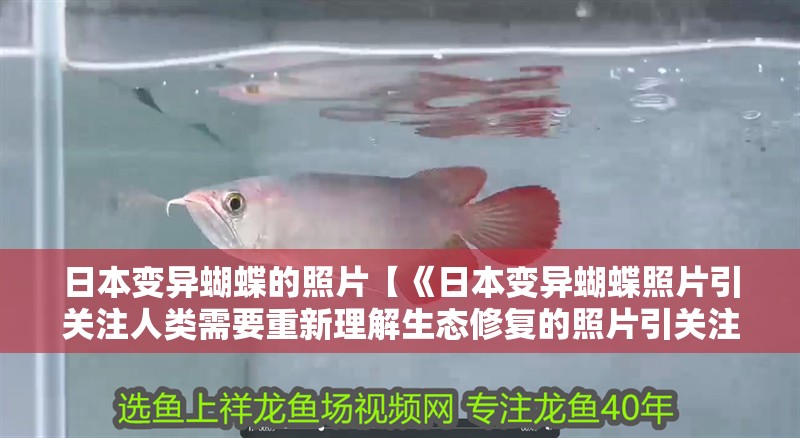 日本變異蝴蝶的照片【《日本變異蝴蝶照片引關注人類需要重新理解生態修復的照片引關注】