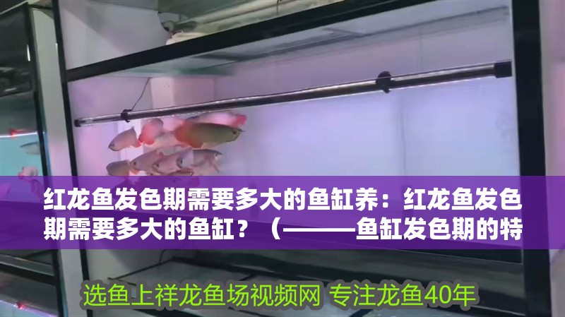 紅龍魚發色期需要多大的魚缸養：紅龍魚發色期需要多大的魚缸？（———魚缸發色期的特點揭曉） 紅龍魚發色期需要多大的魚缸養：紅龍魚發色期需要多大的魚缸？（———魚缸發色期的特點揭曉） 水族問答