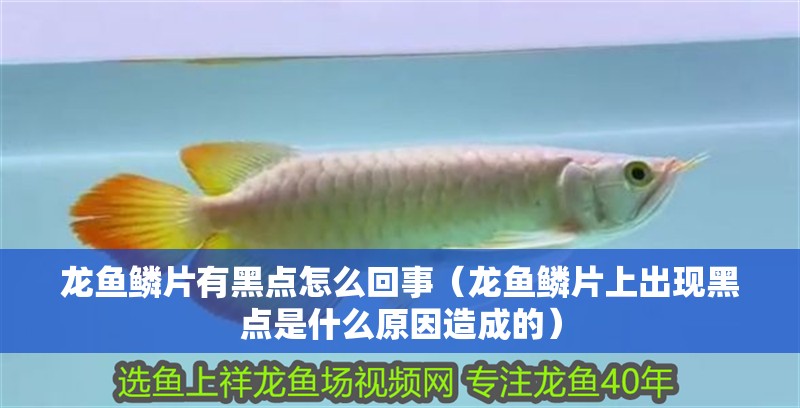 龍魚鱗片有黑點怎么回事（龍魚鱗片上出現黑點是什么原因造成的） 龍魚鱗片有黑點怎么回事（龍魚鱗片上出現黑點是什么原因造成的） 觀賞魚百科