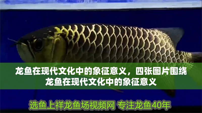 龍魚在現代文化中的象征意義，四張圖片圍繞龍魚在現代文化中的象征意義
