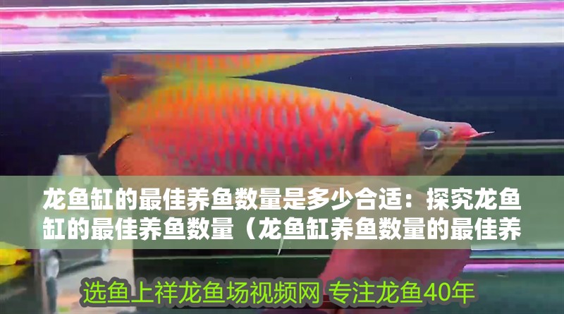 魚缸過濾器選購指南:自制魚缸過濾器魚缸上置過濾器對于養(yǎng)魚愛好者的必備知識 龍魚缸的最佳養(yǎng)魚數(shù)量是多少合適:探究龍魚缸的最佳養(yǎng)魚數(shù)量(龍魚缸養(yǎng)魚數(shù)量的最佳養(yǎng)魚數(shù)量的建議) 水族問答 龍魚缸的最佳養(yǎng)魚數(shù)量是多少合適:探究龍魚缸的最佳養(yǎng)魚數(shù)量(龍魚缸養(yǎng)魚數(shù)量的最佳養(yǎng)魚數(shù)量的建議) 龍魚缸的最佳養(yǎng)魚數(shù)量是多少合適:探究龍魚缸的最佳養(yǎng)魚數(shù)量(龍魚缸養(yǎng)魚數(shù)量的最佳養(yǎng)魚數(shù)量的建議) 水族問答