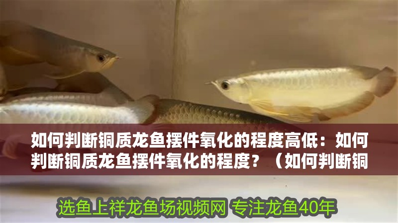 魚缸造景先放沙還是先放水(魚缸造景先鋪沙還是先放石頭) 如何判斷銅質龍魚擺件氧化的程度高低:如何判斷銅質龍魚擺件氧化的程度?(如何判斷銅質龍魚擺件氧化的程度) 水族問答 如何判斷銅質龍魚擺件氧化的程度高低:如何判斷銅質龍魚擺件氧化的程度?(如何判斷銅質龍魚擺件氧化的程度) 如何判斷銅質龍魚擺件氧化的程度高低:如何判斷銅質龍魚擺件氧化的程度?(如何判斷銅質龍魚擺件氧化的程度) 水族問答