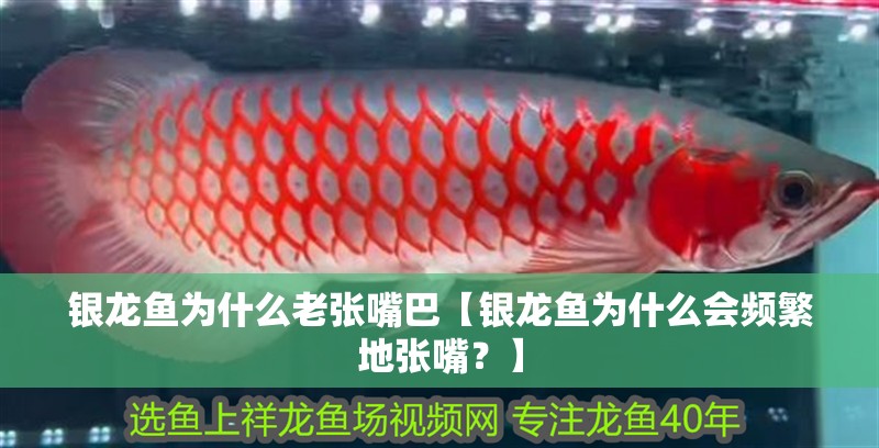銀龍魚(yú)為什么老張嘴巴【銀龍魚(yú)為什么會(huì)頻繁地張嘴？】 銀龍魚(yú)為什么老張嘴巴【銀龍魚(yú)為什么會(huì)頻繁地張嘴？】 觀賞魚(yú)百科