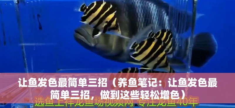 讓魚發(fā)色最簡單三招（養(yǎng)魚筆記：讓魚發(fā)色最簡單三招，做到這些輕松增色）