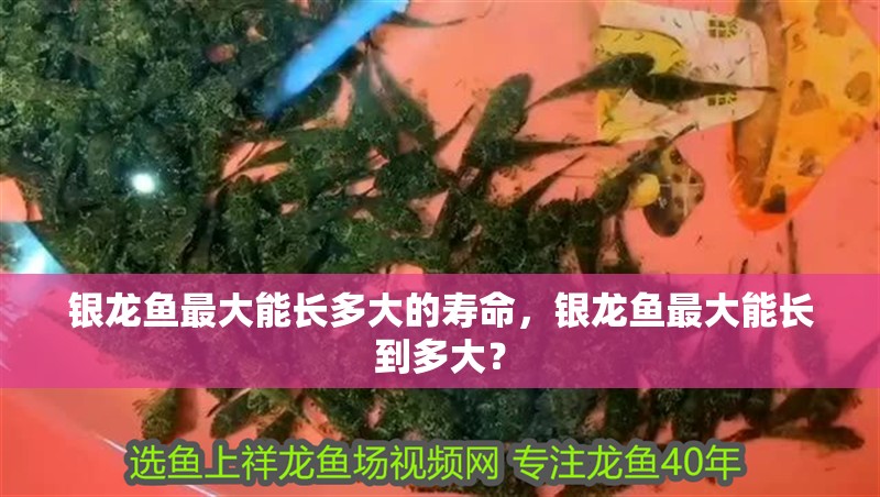 銀龍魚最大能長多大的壽命，銀龍魚最大能長到多大？