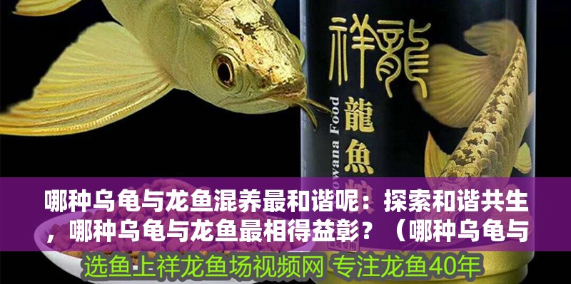 哪種烏龜與龍魚混養最和諧呢：探索和諧共生，哪種烏龜與龍魚最相得益彰？（哪種烏龜與龍魚混養最為和諧呢？）