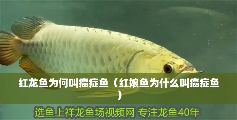 紅龍魚為何叫癌癥魚（紅娘魚為什么叫癌癥魚）