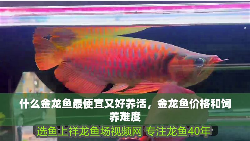 什么金龍魚最便宜又好養活，金龍魚價格和飼養難度