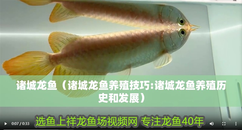 諸城龍魚(諸城龍魚養殖技巧:諸城龍魚養殖歷史和發展) 觀賞魚百科 諸城龍魚(諸城龍魚養殖技巧:諸城龍魚養殖歷史和發展) 諸城龍魚(諸城龍魚養殖技巧:諸城龍魚養殖歷史和發展) 觀賞魚百科