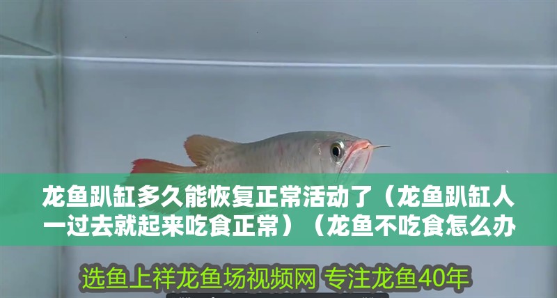 龍魚趴缸多久能恢復正常活動了（龍魚趴缸人一過去就起來吃食正常）（龍魚不吃食怎么辦） 龍魚趴缸多久能恢復正常活動了（龍魚趴缸人一過去就起來吃食正常）（龍魚不吃食怎么辦） 觀賞魚百科