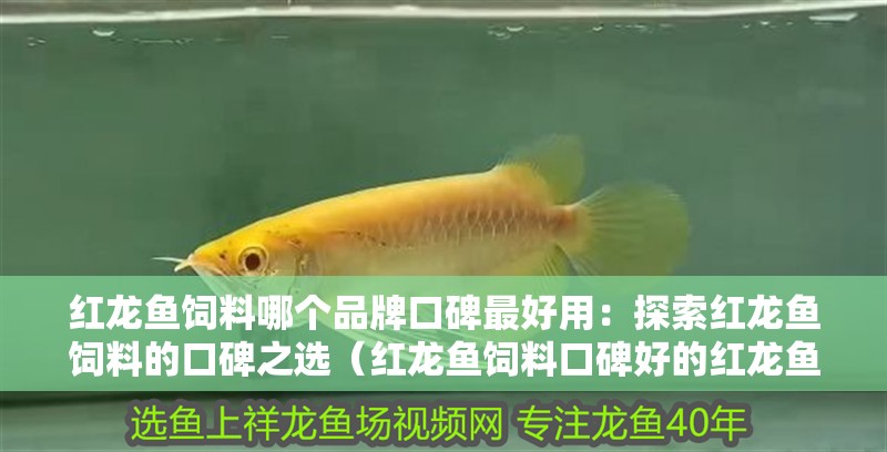 紅龍魚(yú)飼料哪個(gè)品牌口碑最好用：探索紅龍魚(yú)飼料的口碑之選（紅龍魚(yú)飼料口碑好的紅龍魚(yú)飼料口碑好的紅龍魚(yú)飼料品牌）