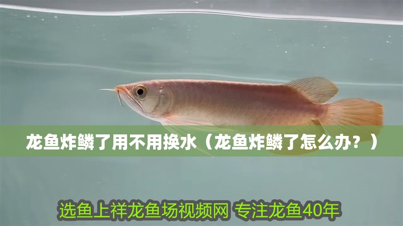 魚缸用增氧泵價格是多少:魚缸增氧機-xtrac增氧機-xtrac增氧機 龍魚炸鱗了用不用換水(龍魚炸鱗了怎么辦?) 觀賞魚百科 龍魚炸鱗了用不用換水(龍魚炸鱗了怎么辦?) 龍魚炸鱗了用不用換水(龍魚炸鱗了怎么辦?) 觀賞魚百科