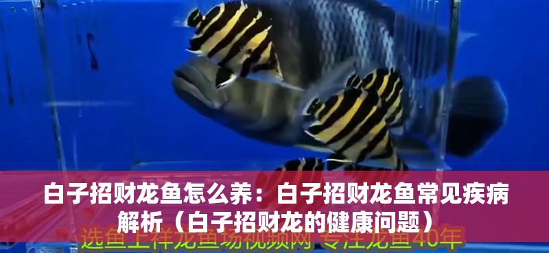 白子招財龍魚怎么養：白子招財龍魚常見疾病解析（白子招財龍的健康問題）