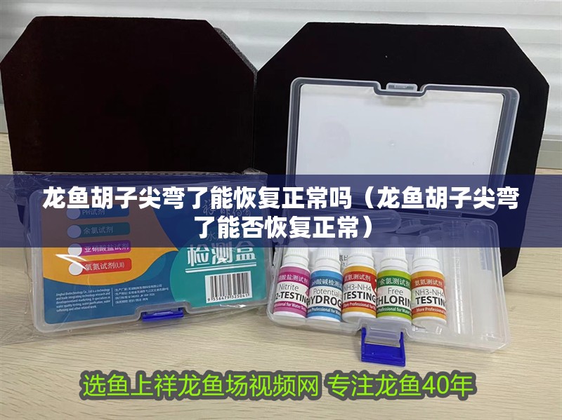 龍魚胡子尖彎了能恢復正常嗎（龍魚胡子尖彎了能否恢復正常）