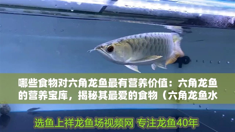 我的虎魚真菌感染了要怎么處理 哪些食物對六角龍魚最有營養價值:六角龍魚的營養寶庫,揭秘其最愛的食物(六角龍魚水族箱中的常見成員,六角龍魚的飲食需求) 水族問答 哪些食物對六角龍魚最有營養價值:六角龍魚的營養寶庫,揭秘其最愛的食物(六角龍魚水族箱中的常見成員,六角龍魚的飲食需求) 哪些食物對六角龍魚最有營養價值:六角龍魚的營養寶庫,揭秘其最愛的食物(六角龍魚水族箱中的常見成員,六角龍魚的飲食需求) 水族問答