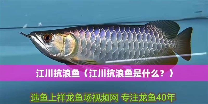 江川抗浪魚（江川抗浪魚是什么？）