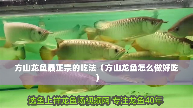 魚缸用增氧泵價(jià)格是多少:魚缸增氧機(jī)-xtrac增氧機(jī)-xtrac增氧機(jī) 方山龍魚最正宗的吃法(方山龍魚怎么做好吃) 觀賞魚百科 方山龍魚最正宗的吃法(方山龍魚怎么做好吃) 方山龍魚最正宗的吃法(方山龍魚怎么做好吃) 觀賞魚百科