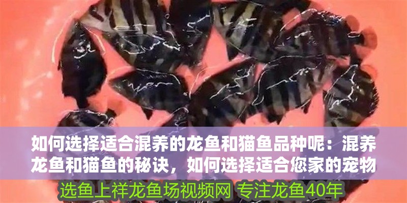如何選擇適合混養的龍魚和貓魚品種呢：混養龍魚和貓魚的秘訣，如何選擇適合您家的寵物？（如何選擇適合混養的龍魚和貓魚） 如何選擇適合混養的龍魚和貓魚品種呢：混養龍魚和貓魚的秘訣，如何選擇適合您家的寵物？（如何選擇適合混養的龍魚和貓魚） 水族問答 第1張