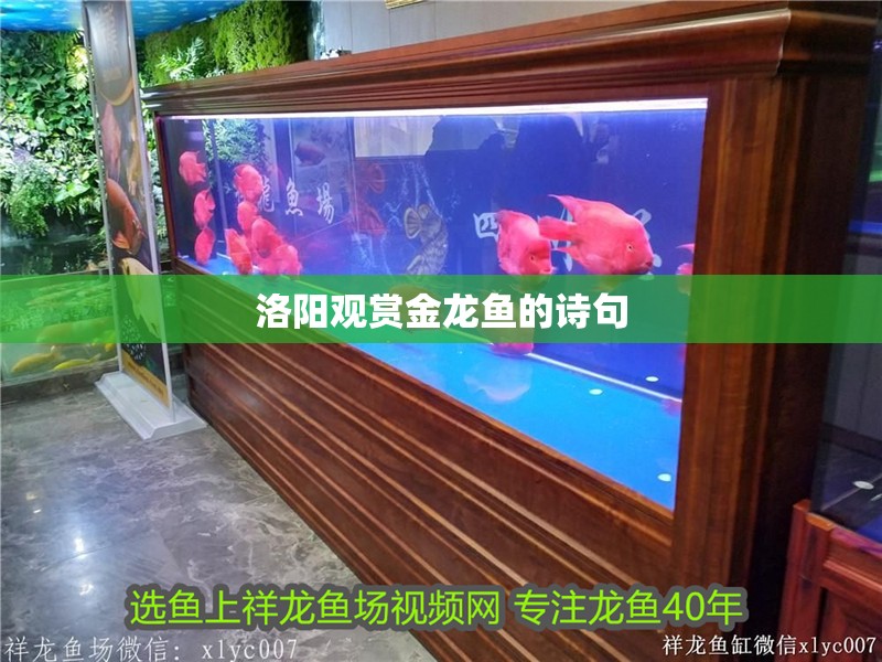 洛陽觀賞金龍魚的詩句 洛陽觀賞金龍魚的詩句 觀賞魚百科