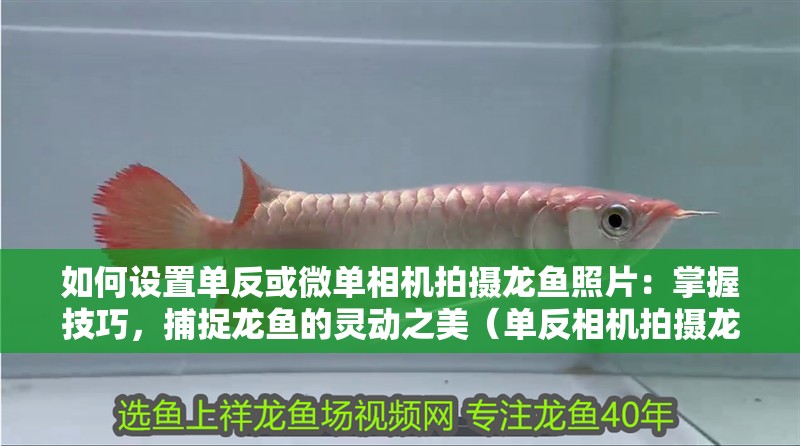 如何設置單反或微單相機拍攝龍魚照片：掌握技巧，捕捉龍魚的靈動之美（單反相機拍攝龍魚技巧）
