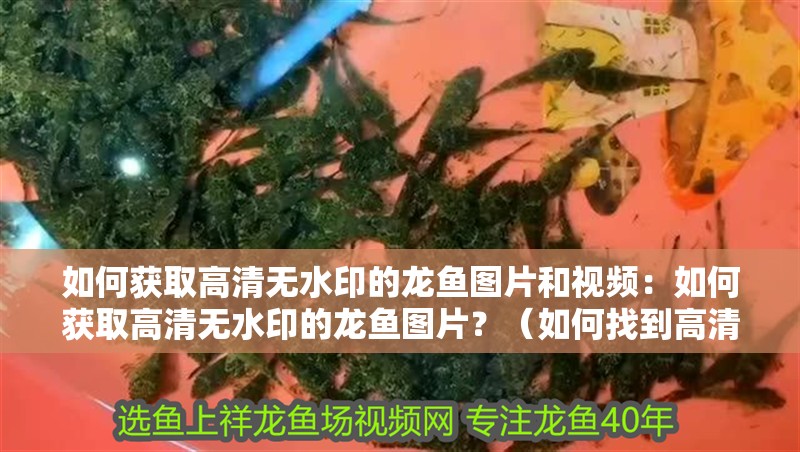 如何獲取高清無(wú)水印的龍魚(yú)圖片和視頻：如何獲取高清無(wú)水印的龍魚(yú)圖片？（如何找到高清無(wú)水印的龍魚(yú)圖片）