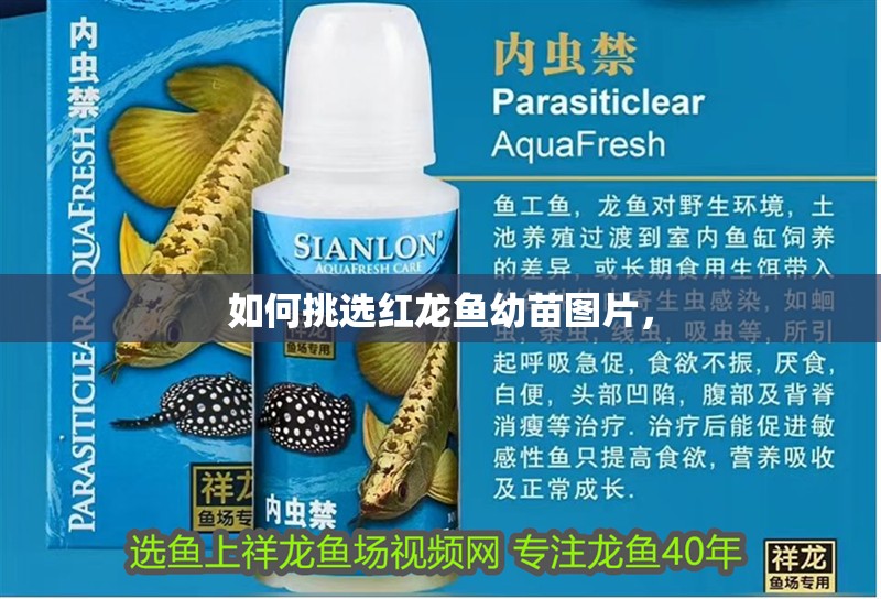 如何挑選紅龍魚幼苗圖片，
