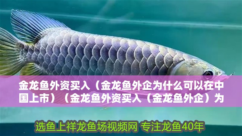 龍魚干蝦有營養(yǎng)嗎 金龍魚外資買入(金龍魚外企為什么可以在中國上市)(金龍魚外資買入(金龍魚外企)為什么可以在中國上市) 觀賞魚百科 金龍魚外資買入(金龍魚外企為什么可以在中國上市)(金龍魚外資買入(金龍魚外企)為什么可以在中國上市) 金龍魚外資買入(金龍魚外企為什么可以在中國上市)(金龍魚外資買入(金龍魚外企)為什么可以在中國上市) 觀賞魚百科