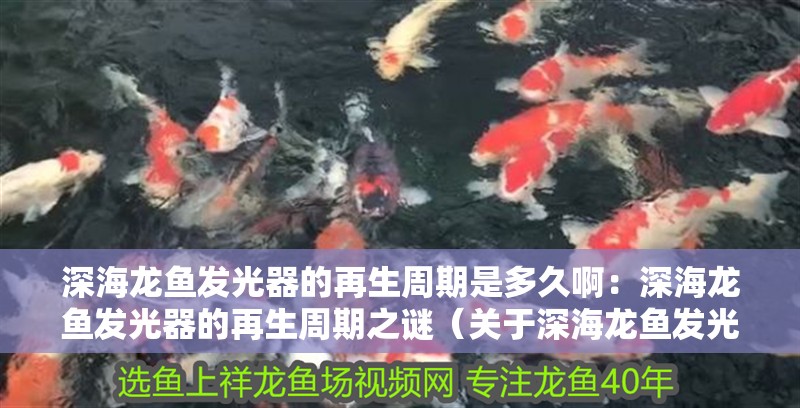 深海龍魚發光器的再生周期是多久啊：深海龍魚發光器的再生周期之謎（關于深海龍魚發光器的再生周期，科學家們卻知之甚少） 深海龍魚發光器的再生周期是多久啊：深海龍魚發光器的再生周期之謎（關于深海龍魚發光器的再生周期，科學家們卻知之甚少） 水族問答