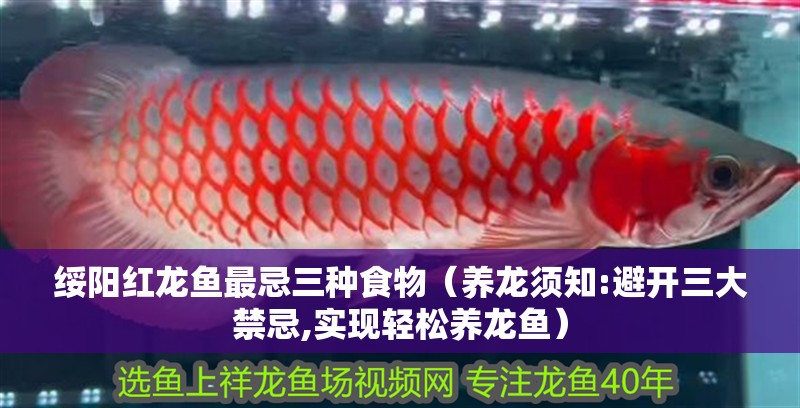 綏陽紅龍魚最忌三種食物（養龍須知:避開三大禁忌,實現輕松養龍魚） 綏陽紅龍魚最忌三種食物（養龍須知:避開三大禁忌,實現輕松養龍魚） 觀賞魚百科
