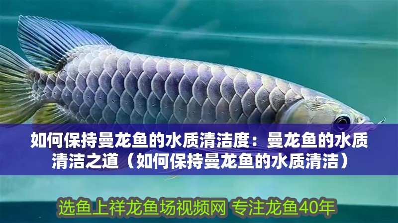如何保持曼龍魚的水質清潔度：曼龍魚的水質清潔之道（如何保持曼龍魚的水質清潔）