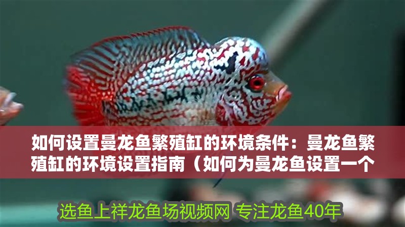 如何設置曼龍魚繁殖缸的環境條件：曼龍魚繁殖缸的環境設置指南（如何為曼龍魚設置一個理想的繁殖缸環境）