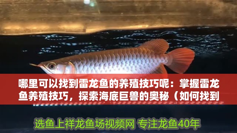 哪里可以找到雷龍魚的養(yǎng)殖技巧呢：掌握雷龍魚養(yǎng)殖技巧，探索海底巨獸的奧秘（如何找到雷龍魚的養(yǎng)殖技巧） 哪里可以找到雷龍魚的養(yǎng)殖技巧呢：掌握雷龍魚養(yǎng)殖技巧，探索海底巨獸的奧秘（如何找到雷龍魚的養(yǎng)殖技巧） 水族問答