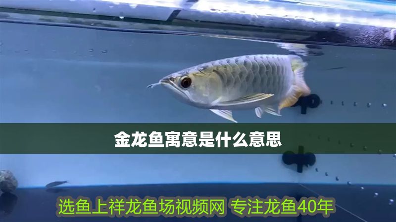 金龍魚寓意是什么意思 龍魚百科 第2張 金龍魚寓意是什么意思 金龍魚寓意是什么意思 龍魚百科 第2張