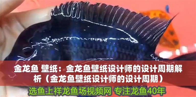 金龍魚 壁紙：金龍魚壁紙設(shè)計師的設(shè)計周期解析（金龍魚壁紙設(shè)計師的設(shè)計周期）