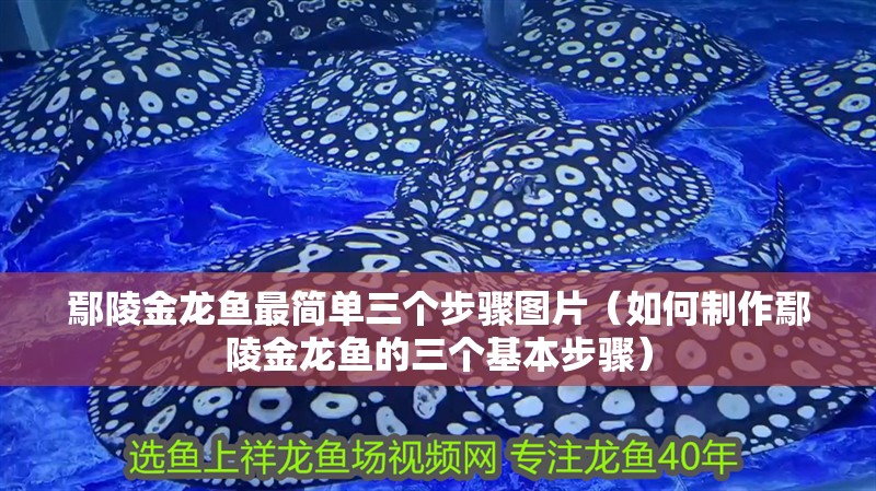 <strong><mark>鄢陵</mark></strong>金龍魚最簡單三個步驟圖片（如何制作<strong><mark>鄢陵</mark></strong>金龍魚的三個基本步驟）