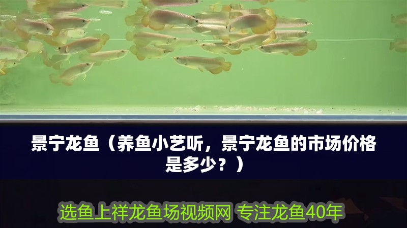 我的虎魚真菌感染了要怎么處理 景寧龍魚(養(yǎng)魚小藝聽,景寧龍魚的市場(chǎng)價(jià)格是多少?) 觀賞魚百科 景寧龍魚(養(yǎng)魚小藝聽,景寧龍魚的市場(chǎng)價(jià)格是多少?) 景寧龍魚(養(yǎng)魚小藝聽,景寧龍魚的市場(chǎng)價(jià)格是多少?) 觀賞魚百科