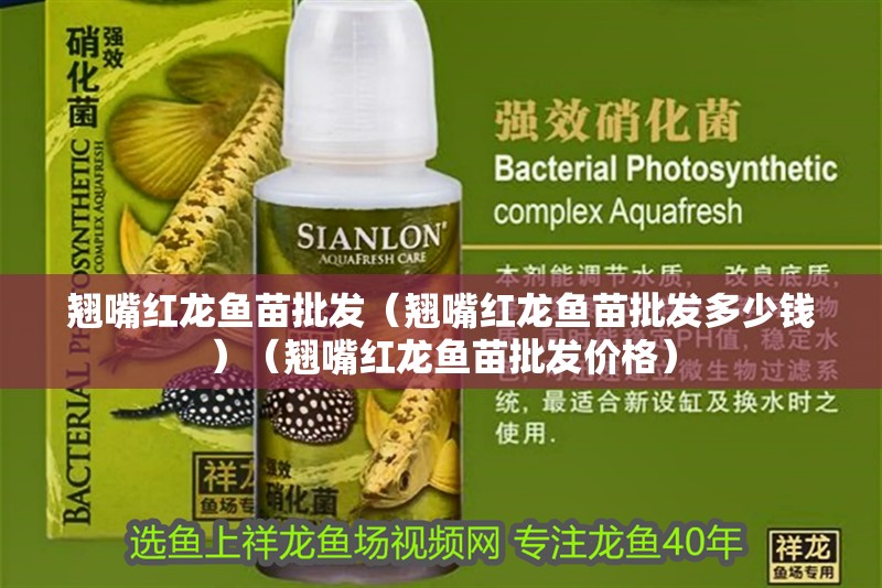 翹嘴紅龍魚苗批發(fā)（翹嘴紅龍魚苗批發(fā)多少錢）（翹嘴紅龍魚苗批發(fā)價格）