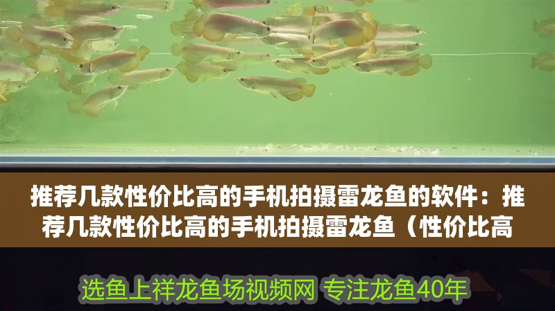 推薦幾款性價比高的手機拍攝雷龍魚的軟件：推薦幾款性價比高的手機拍攝雷龍魚（性價比高的手機拍攝雷龍魚的軟件推薦：小米9pro）