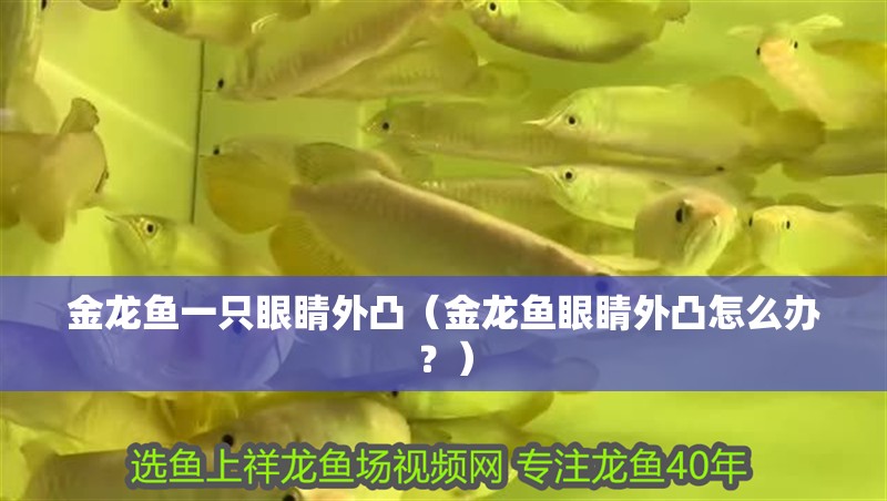 魚缸過濾器選購指南:自制魚缸過濾器魚缸上置過濾器對于養(yǎng)魚愛好者的必備知識 金龍魚一只眼睛外凸(金龍魚眼睛外凸怎么辦?) 觀賞魚百科 金龍魚一只眼睛外凸(金龍魚眼睛外凸怎么辦?) 金龍魚一只眼睛外凸(金龍魚眼睛外凸怎么辦?) 觀賞魚百科