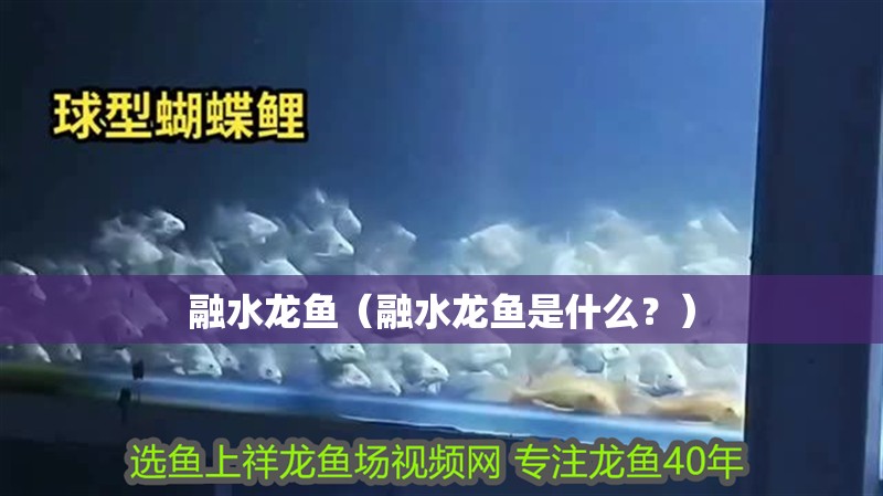 融水龍魚（融水龍魚是什么？）