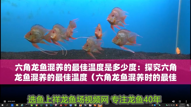六角龍魚混養的最佳溫度是多少度：探究六角龍魚混養的最佳溫度（六角龍魚混養時的最佳溫度范圍）