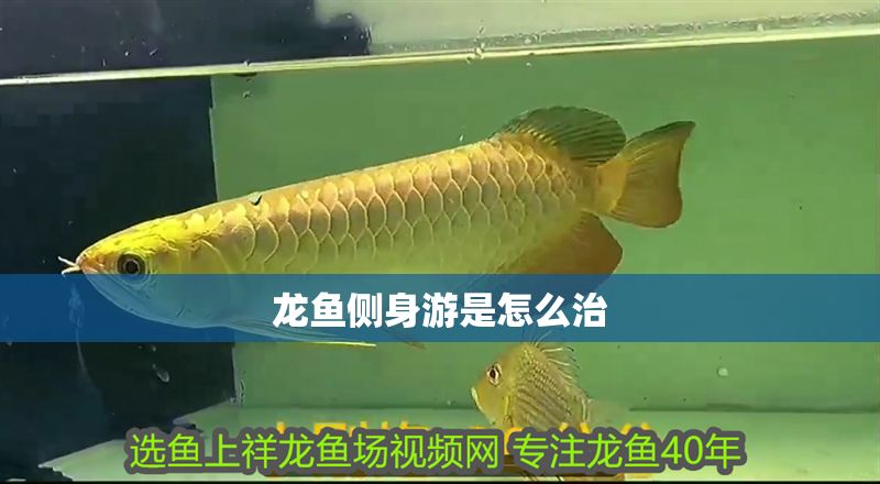 龍魚側身游是怎么治