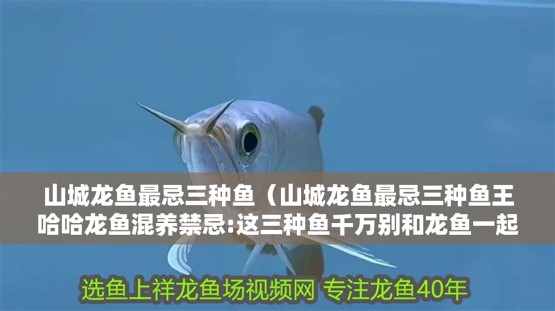 山城龍魚最忌三種魚（山城龍魚最忌三種魚王哈哈龍魚混養禁忌:這三種魚千萬別和龍魚一起養） 山城龍魚最忌三種魚（山城龍魚最忌三種魚王哈哈龍魚混養禁忌:這三種魚千萬別和龍魚一起養） 觀賞魚百科