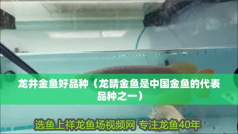 魚缸過濾器選購指南:自制魚缸過濾器魚缸上置過濾器對于養魚愛好者的必備知識 龍井金魚好品種(龍睛金魚是中國金魚的代表品種之一) 觀賞魚百科 龍井金魚好品種(龍睛金魚是中國金魚的代表品種之一) 龍井金魚好品種(龍睛金魚是中國金魚的代表品種之一) 觀賞魚百科