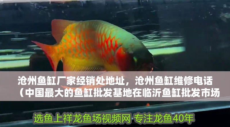 滄州魚缸廠家經銷處地址，滄州魚缸維修電話（中國最大的魚缸批發基地在臨沂魚缸批發市場是全國最大的水族市場） 滄州魚缸廠家經銷處地址，滄州魚缸維修電話（中國最大的魚缸批發基地在臨沂魚缸批發市場是全國最大的水族市場） 觀賞魚百科