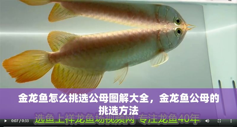 金龍魚怎么挑選公母圖解大全，金龍魚公母的挑選方法