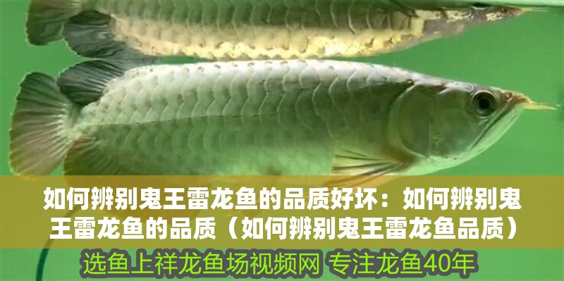 如何辨別鬼王雷龍魚的品質好壞：如何辨別鬼王雷龍魚的品質（如何辨別鬼王雷龍魚品質）