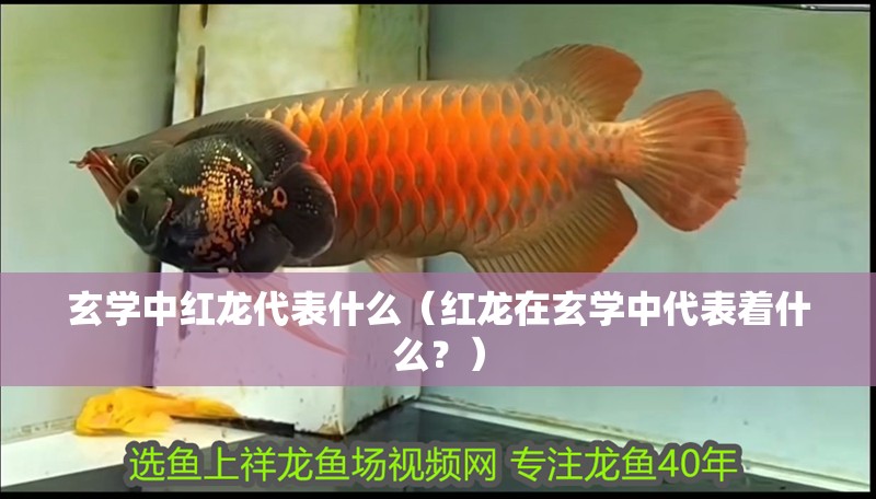 魚缸用增氧泵價格是多少:魚缸增氧機-xtrac增氧機-xtrac增氧機 玄學中紅龍代表什么(紅龍在玄學中代表著什么?) 觀賞魚百科 玄學中紅龍代表什么(紅龍在玄學中代表著什么?) 玄學中紅龍代表什么(紅龍在玄學中代表著什么?) 觀賞魚百科